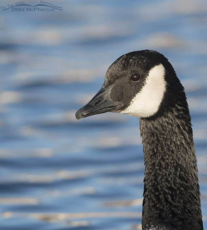 Portrait of a Canada Goose adult, Salt Lake County, Utah