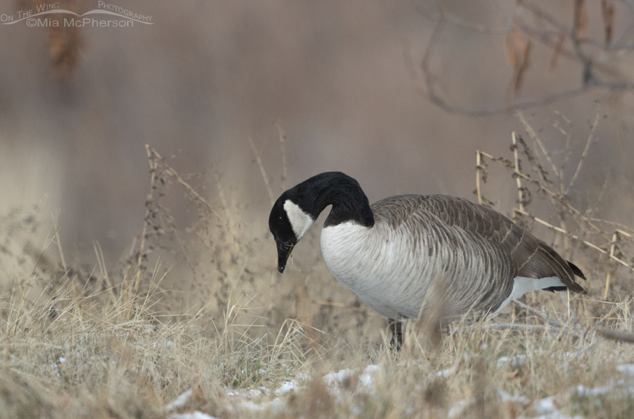 Canada Goose foraging in a wooded area, Salt Lake County, Utah