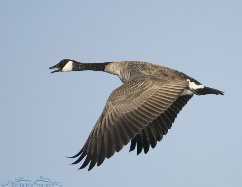 Canada Goose calling in flight over the marsh at Farmington Bay, Davis County, Utah