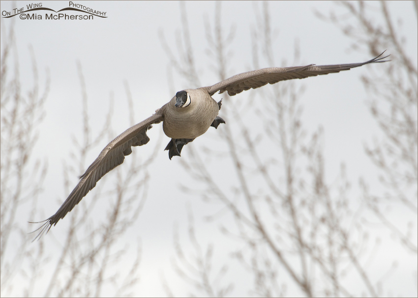 Canada Goose coming in for a landing on a foggy day in northern Utah