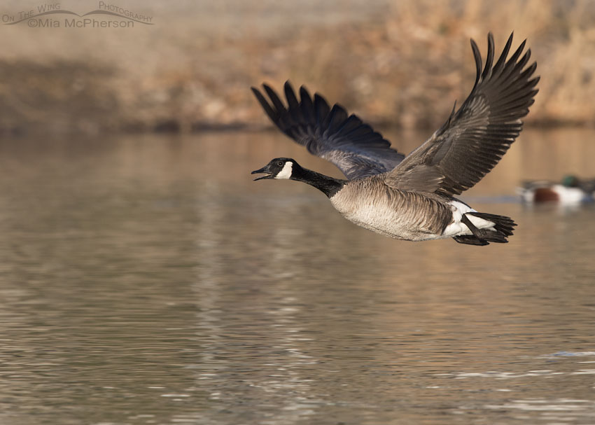 Adult Canada Goose calling in flight over a pond, Salt Lake County, Utah
