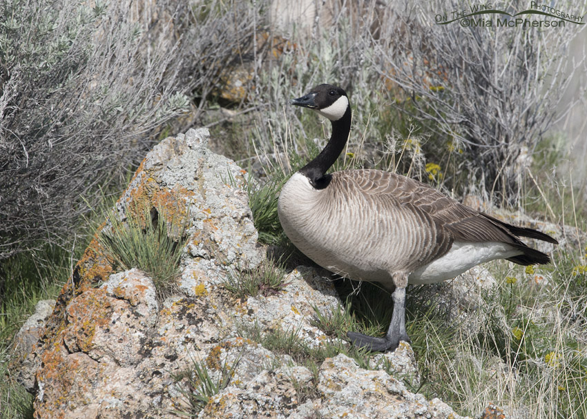 Canada Goose on a spring hillside, Box Elder County, Utah