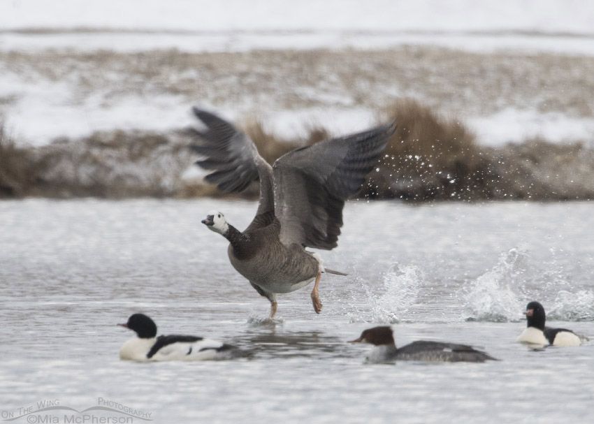 Canada Goose hybrid taking off from a pond, Salt Lake County, Utah