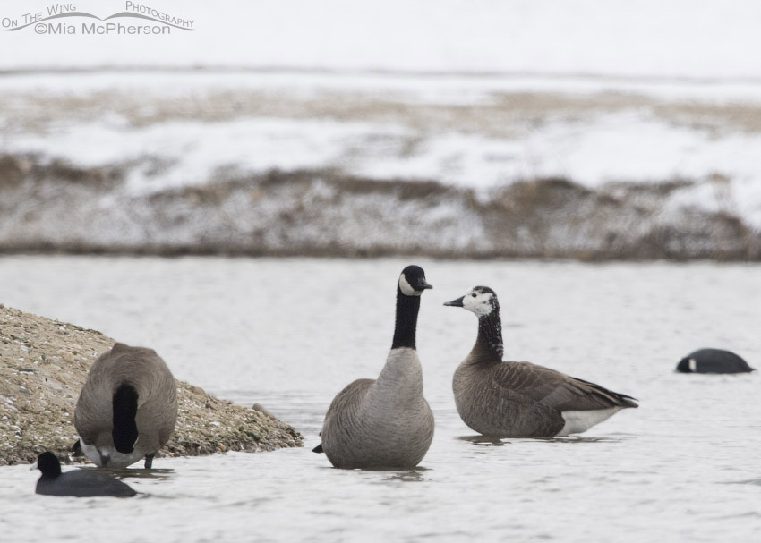 Canada Goose hybrid in Salt Lake County, Utah
