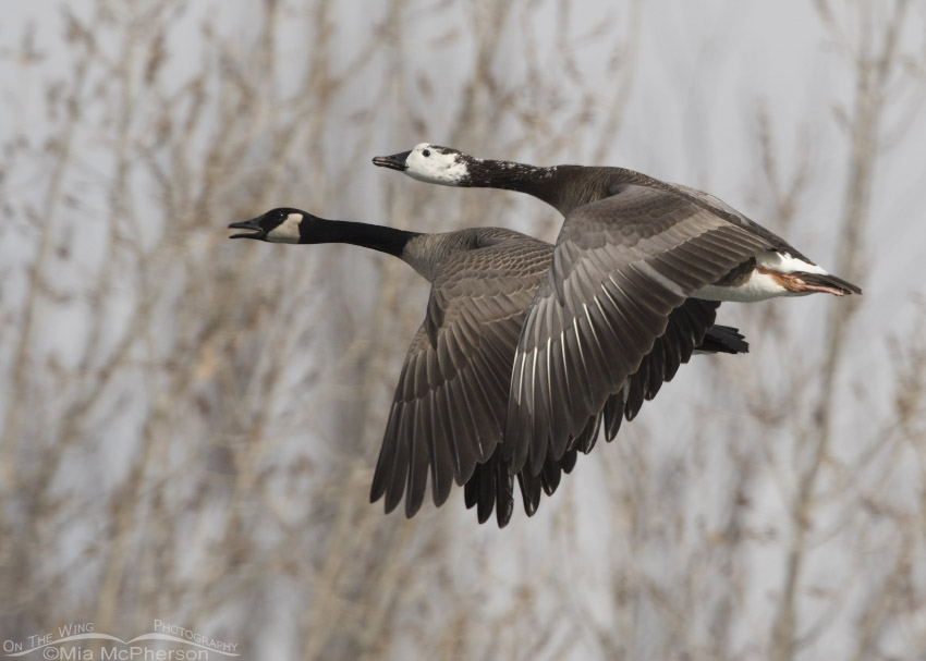 Canada Goose and Canada x Snow Goose hybrid in flight, Salt Lake County, Utah