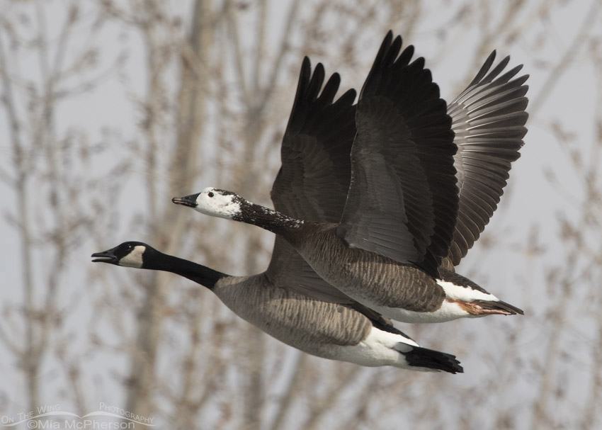 Canada Goose hybrid in flight with a normal Canada Goose, Salt Lake County, Utah