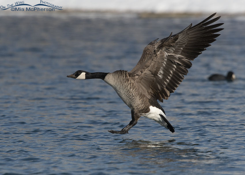 Winter Canada Goose in landing mode, Salt Lake County, Utah