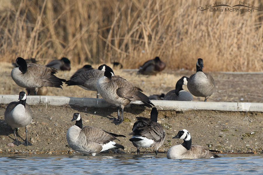 Leucistic Canada Goose with regular geese, Salt Lake County, Utah