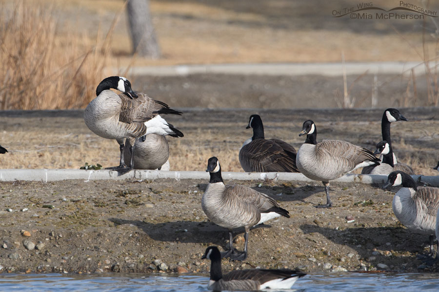 Leucistic Canada Goose on the shoreline, Salt Lake County, Utah