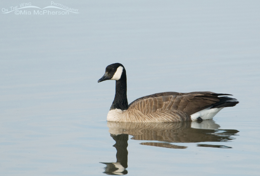Canada Goose paddling by, Farmington Bay WMA, Utah