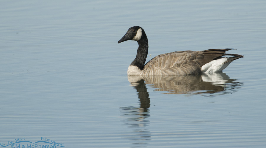 Canada Goose pano on Glover Pond, Farmington Bay WMA, Davis County, Utah