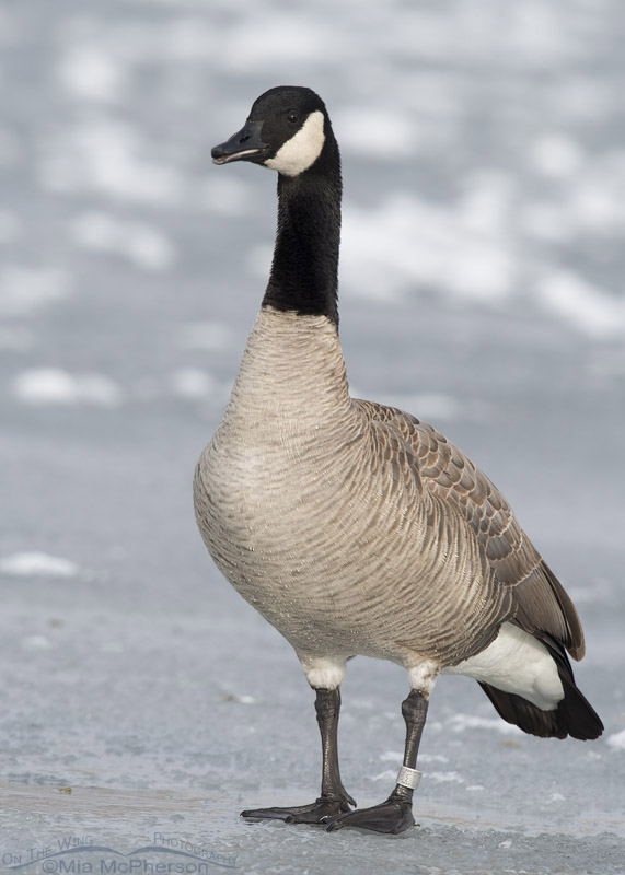Canada Goose on ice, Salt Lake County, Utah