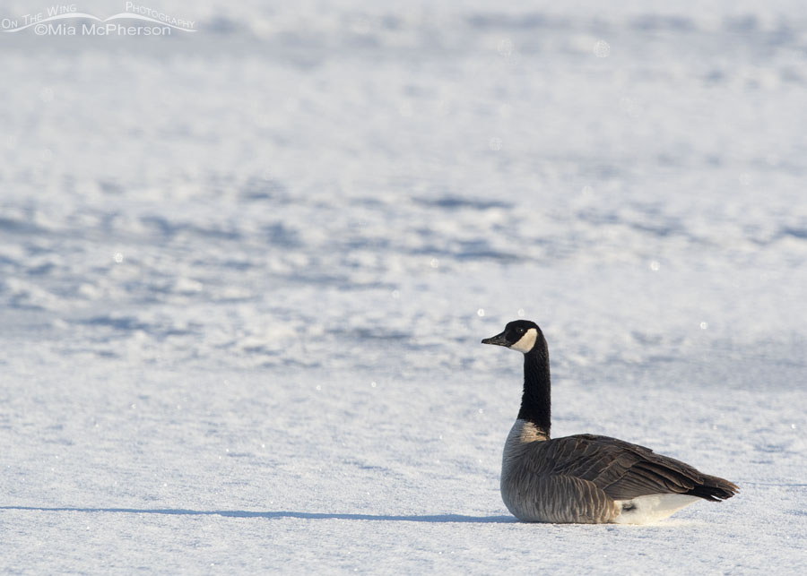Canada Goose resting on ice, Bear River Migratory Bird Refuge, Box Elder County, Utah