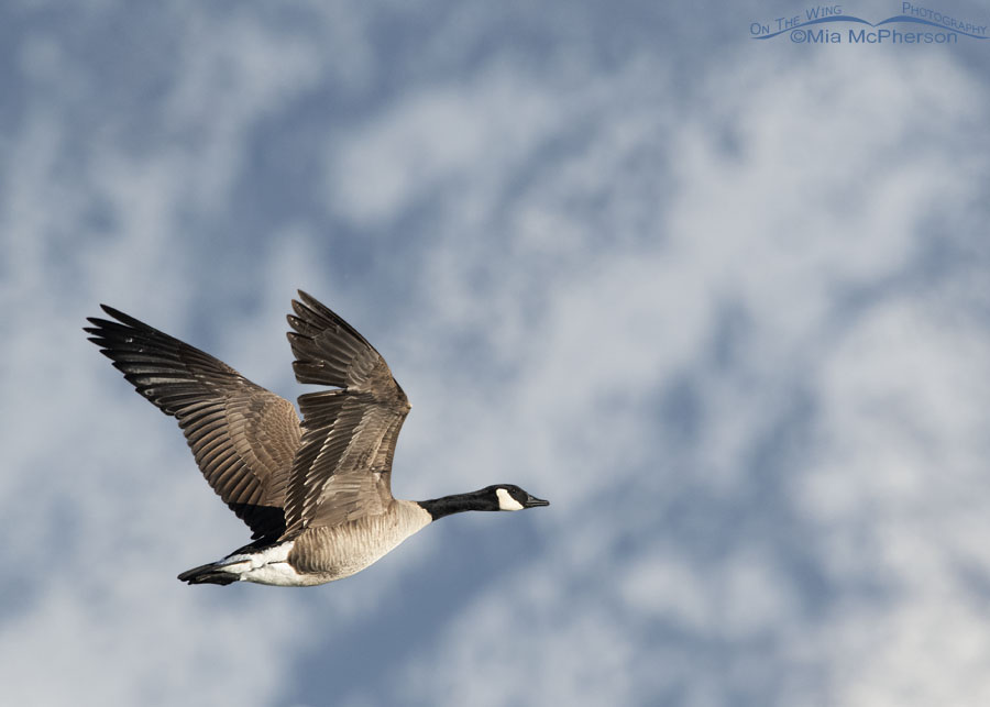 Adult Canada Goose on the wing on a January afternoon, Salt Lake County, Utah