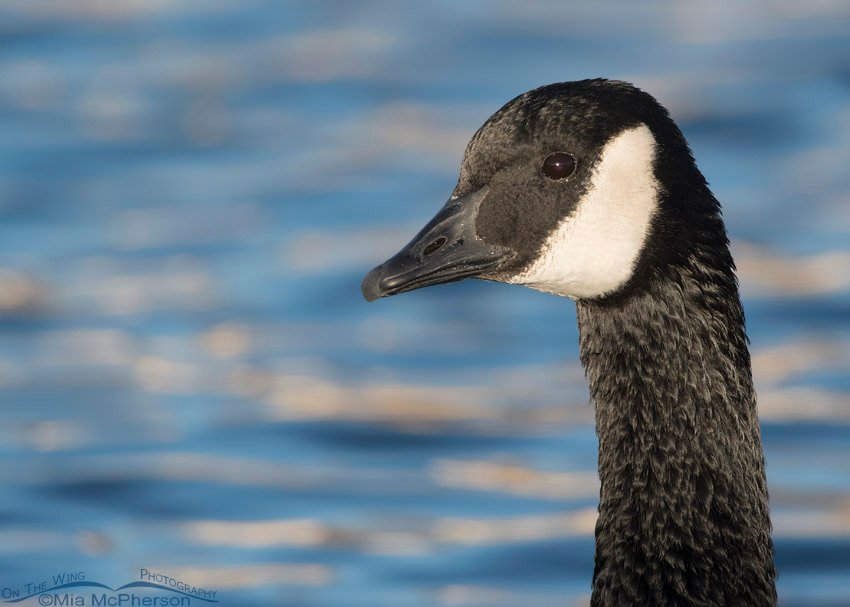 Adult Canada Goose close up, Salt Lake County, Utah