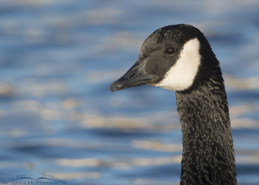 Adult Canada Goose close up, Salt Lake County, Utah