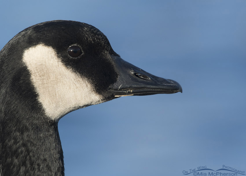 Canada Goose close up, Salt Lake County, Utah
