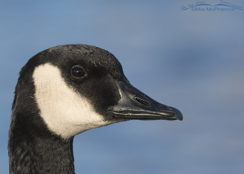 Canada Goose portrait, Salt Lake County, Utah