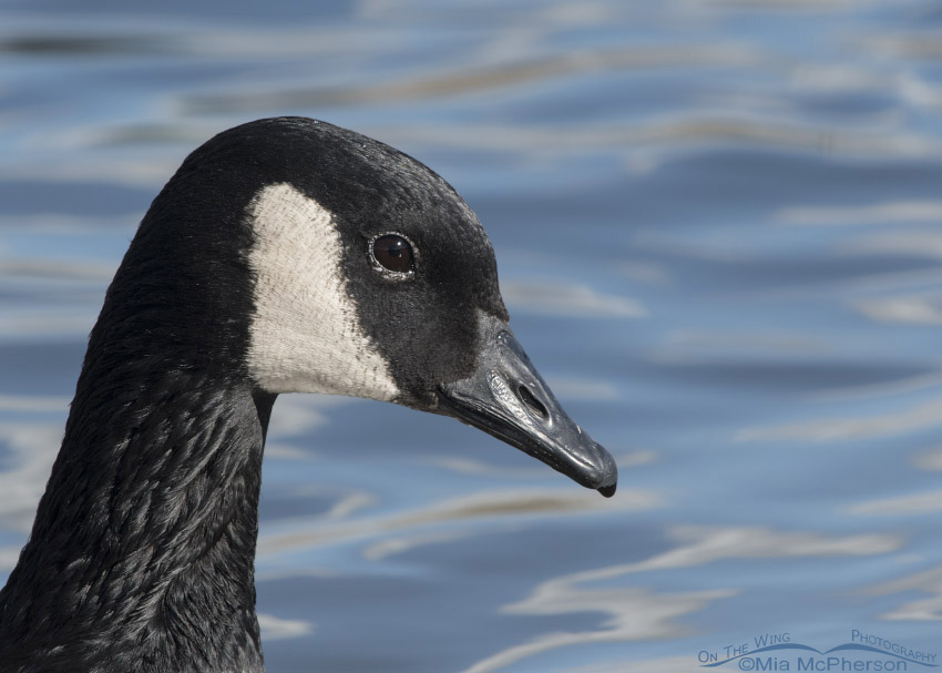 Portrait of a Canada Goose, Salt Lake County, Utah