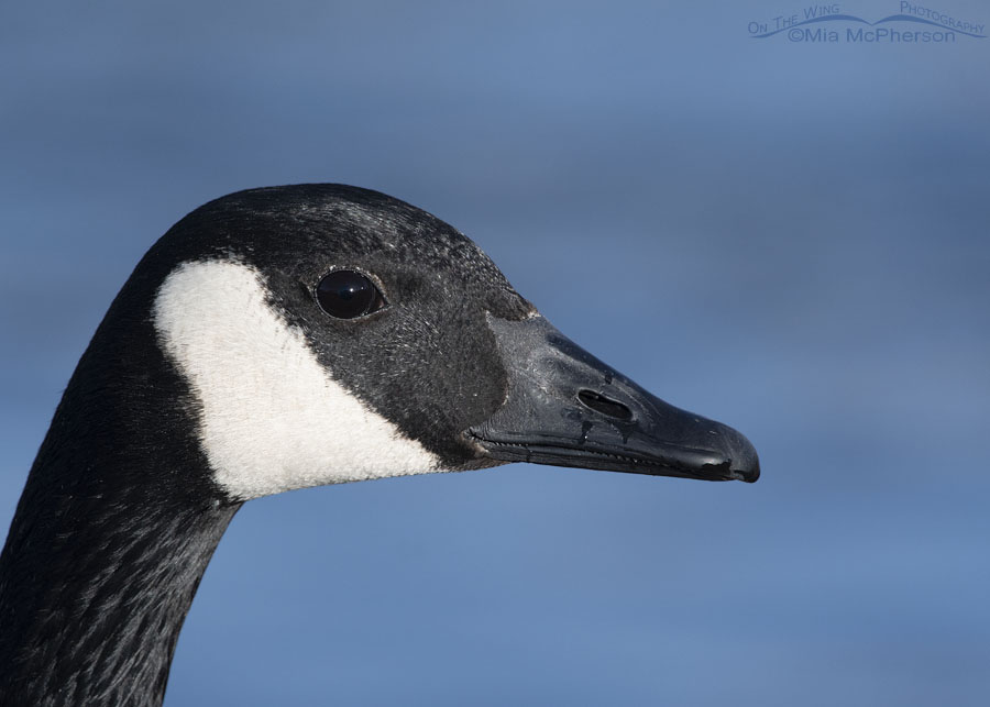 Winter Canada Goose portrait, Salt Lake County, Utah