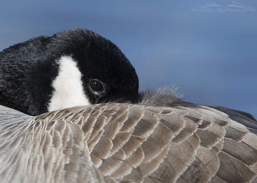 Resting Canada Goose close up, Salt Lake County, Utah