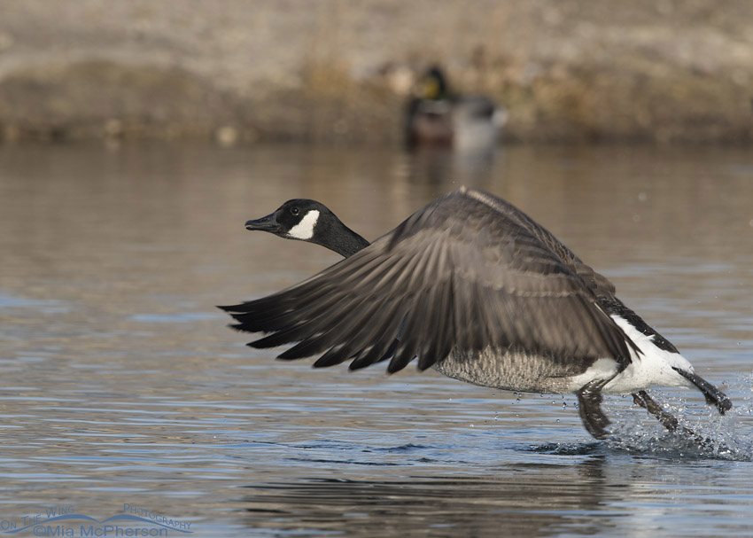 Canada Goose getting a running start, Salt Lake County, Utah