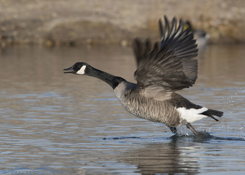 Canada Goose taking off from a pond, Salt Lake County, Utah