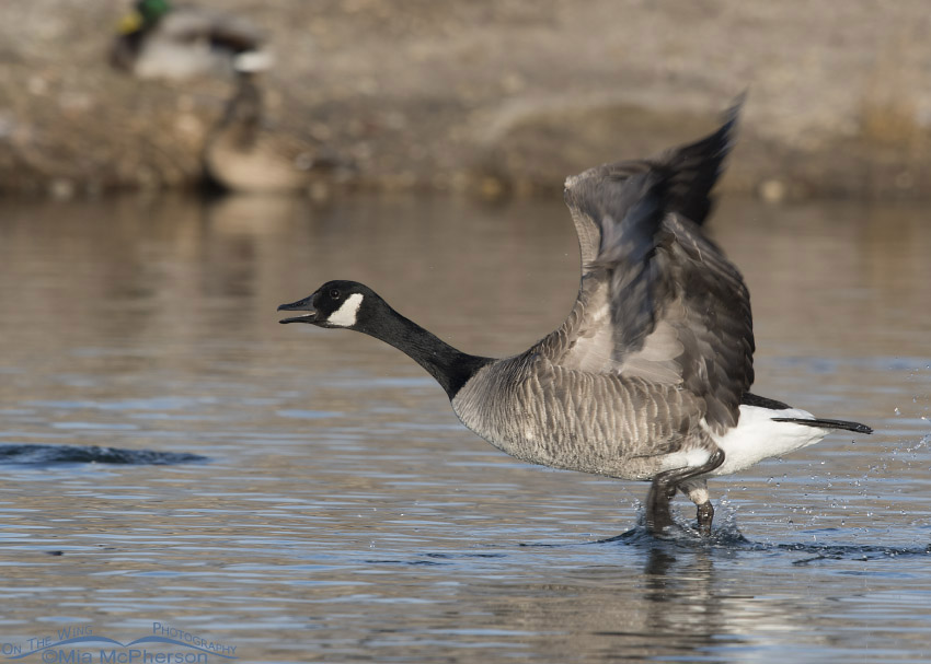 Canada Goose "running on water", Salt Lake County, Utah