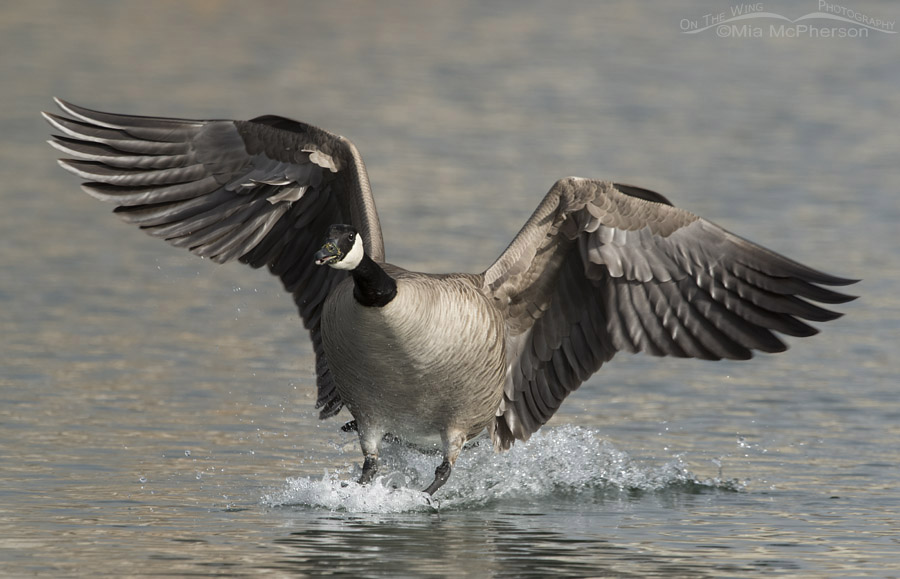 Canada Goose touch down on Willow Pond, Salt Lake County, Utah