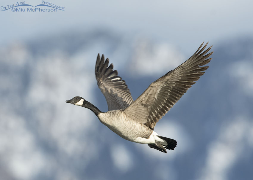 Canada Goose flying past the snow-covered Wasatch Mountains, Salt Lake County, Utah