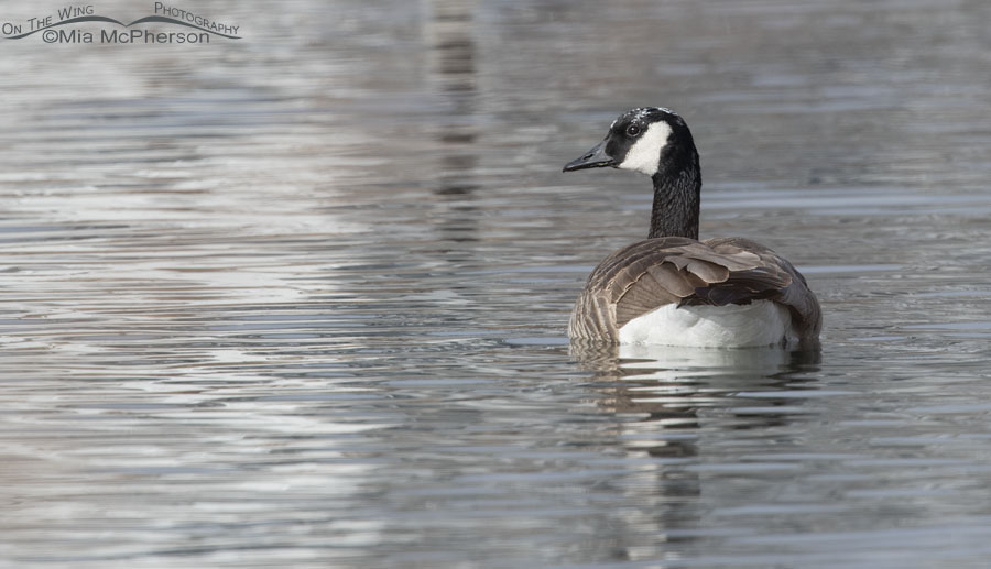 Canada Goose with white plumage on its head - view of the left side, Salt Lake County, Utah