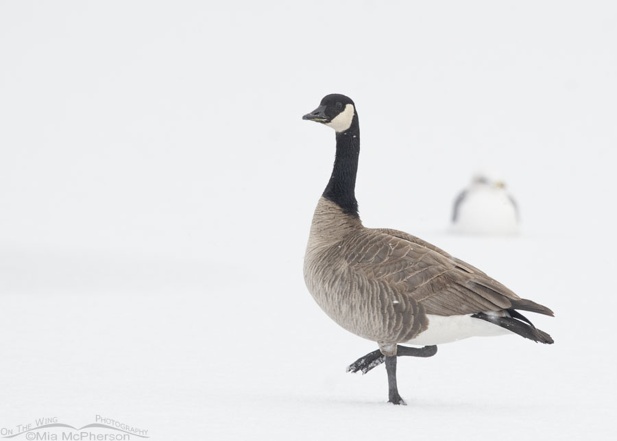 Canada Goose in a snowstorm, Salt Lake County, Utah