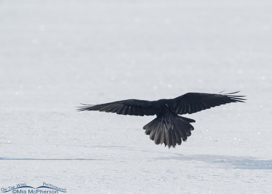 Winter Common Raven back view, Bear River Migratory Bird Refuge, Box Elder County, Utah