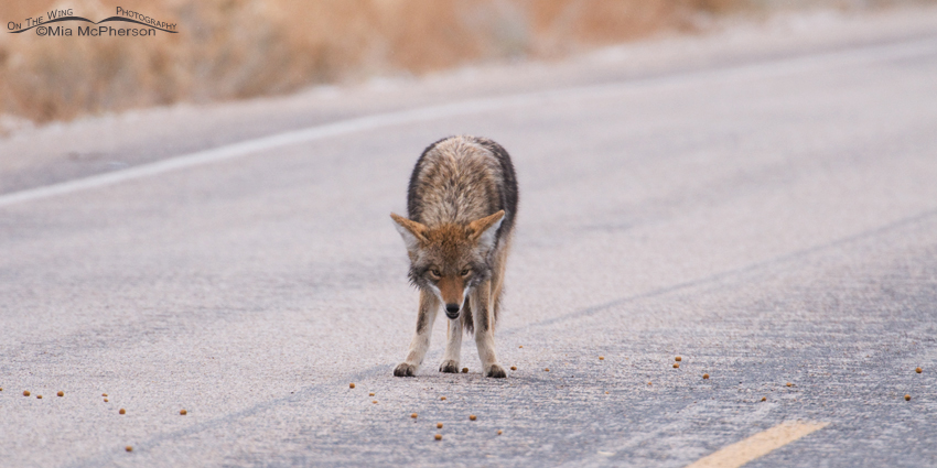 Baited Coyote, Antelope Island State Park, Davis County, Utah