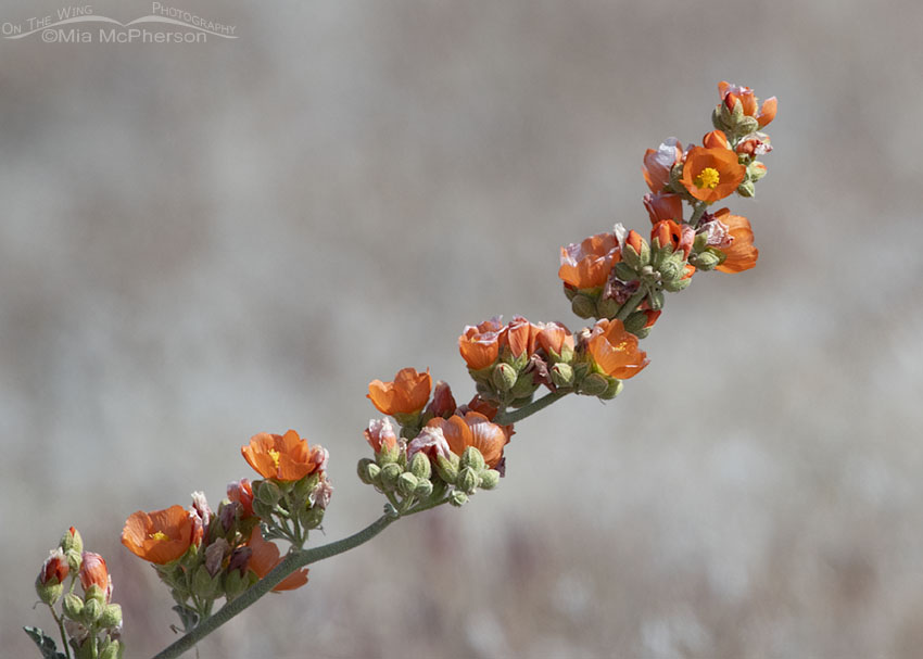 Blooming Desert Globemallow, Box Elder County, Utah