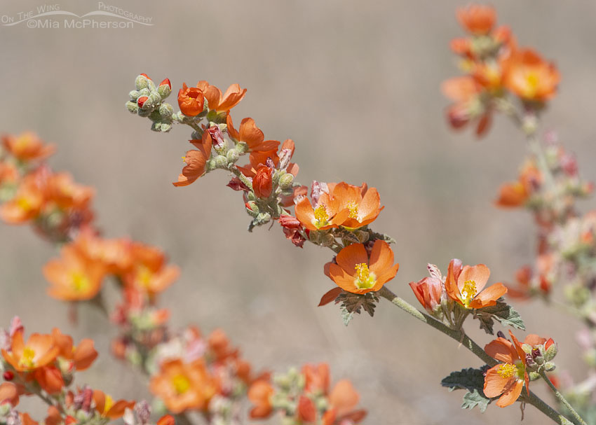 Desert Globemallows in full bloom, Box Elder County, Utah