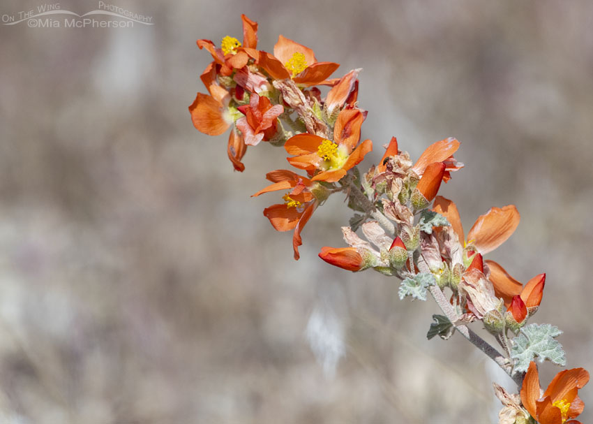 Desert Globemallow wildflower, Box Elder County, Utah