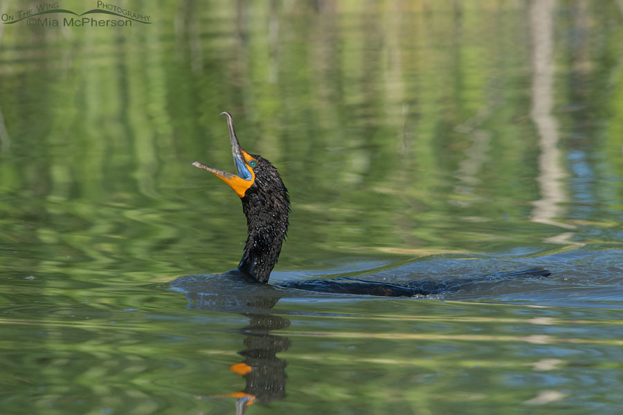 Double-crested Cormorant showing the electric blue lining of its mouth, Bear River Migratory Bird Refuge, Box Elder County, Utah