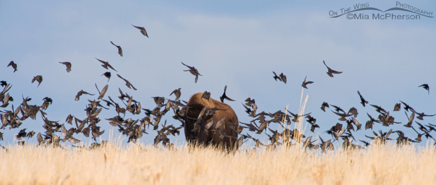 Flock of European Starlings and an American Bison bull on Antelope Island State Park, Utah