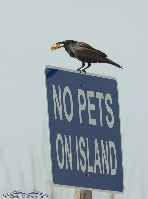 Fish Crow with a young Gopher Tortoise on a No Pets sign, Egmont Key, Pinellas County, Florida