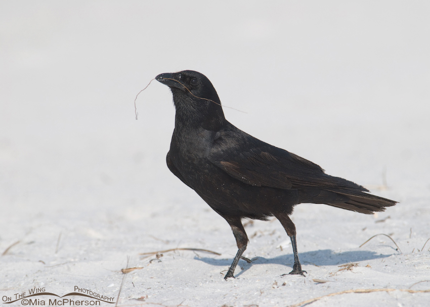 Fish Crow with nesting material, Fort De Soto County Park, Pinellas County, Florida