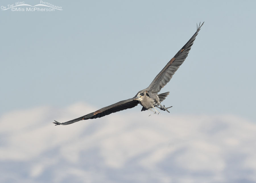 Great Blue Heron flying over the frozen marsh at Bear River MBR, Box Elder County, Utah