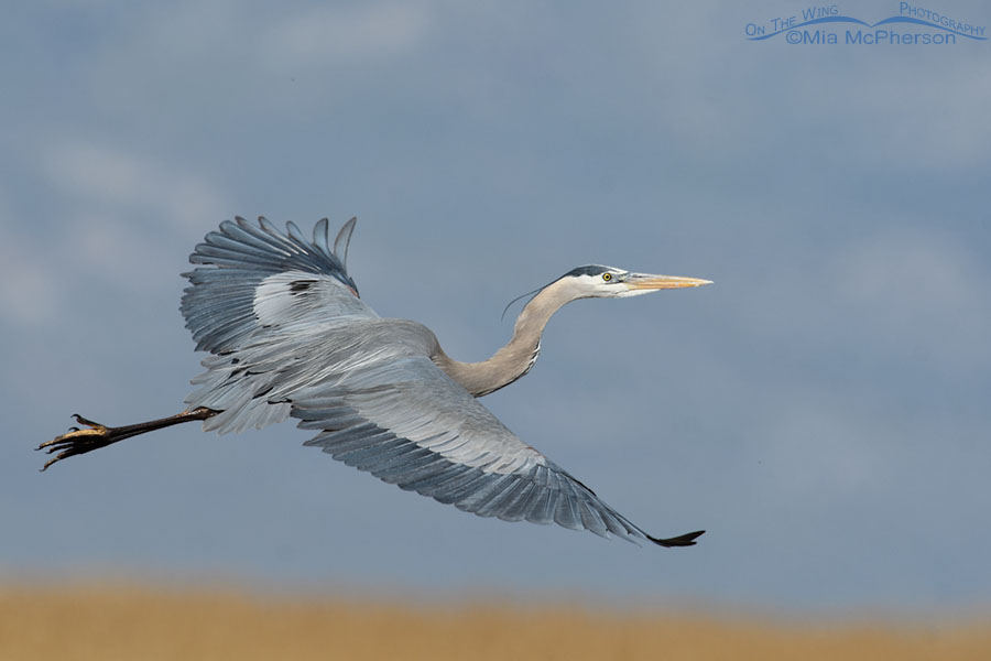 Adult Great Blue Heron flying low over the marsh at Bear River MBR, Box Elder County, Utah