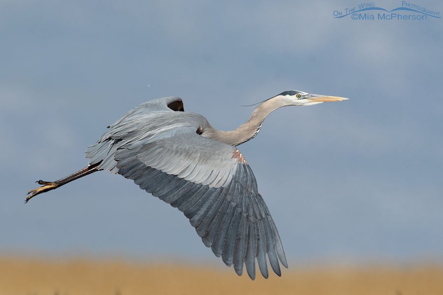 Great Blue Heron on the wing in Utah, Bear River Migratory Bird Refuge, Box Elder County
