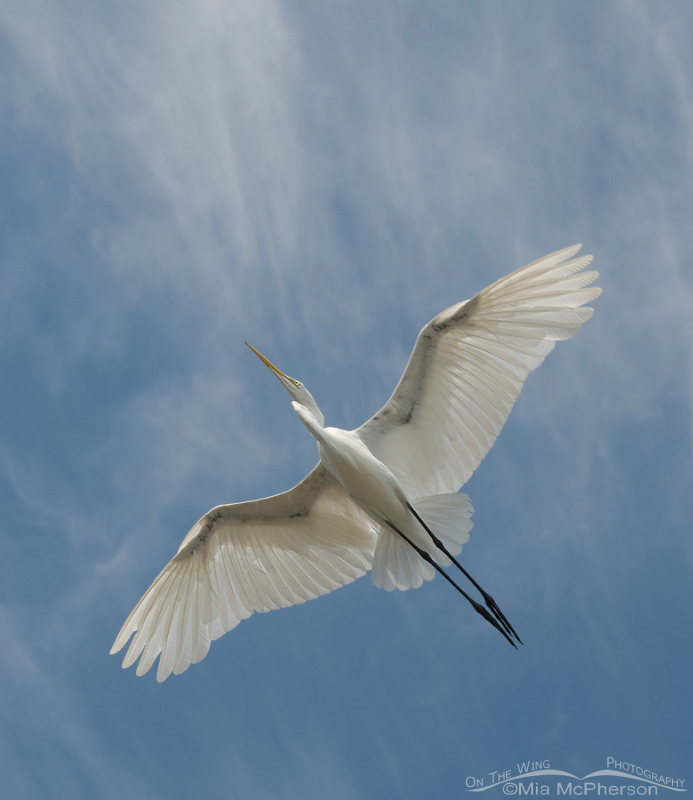 Great Egret overhead, Fort De Soto County Park, Pinellas County, Florida