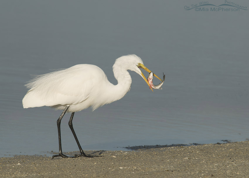 Great Egret trying to eat a Mullet, Fort De Soto County Park, Pinellas County, Florida