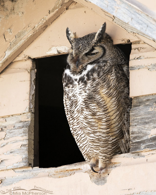 Roosting Great Horned Owl, Box Elder County, Utah