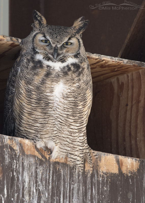 Great Horned Owl nest box, Antelope Island State Park, Davis County, Utah