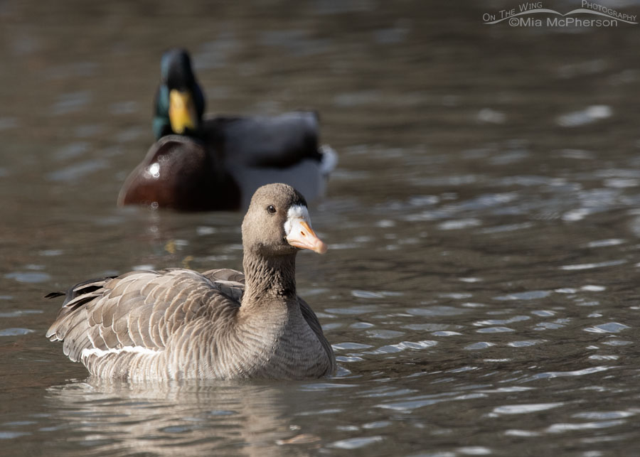 Greater White-fronted Goose with a Mallard in the background, Salt Lake County, Utah
