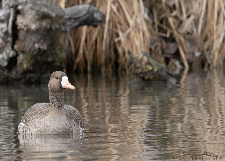Greater White-fronted Goose on a pond, Salt Lake County, Utah